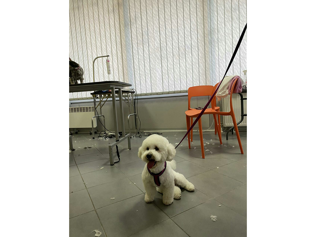GROOMING VAU VAU Banja Luka - Photo 2