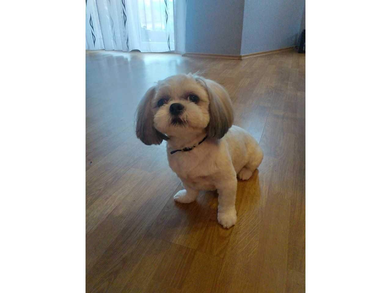 GROOMING VAU VAU Banja Luka - Photo 3