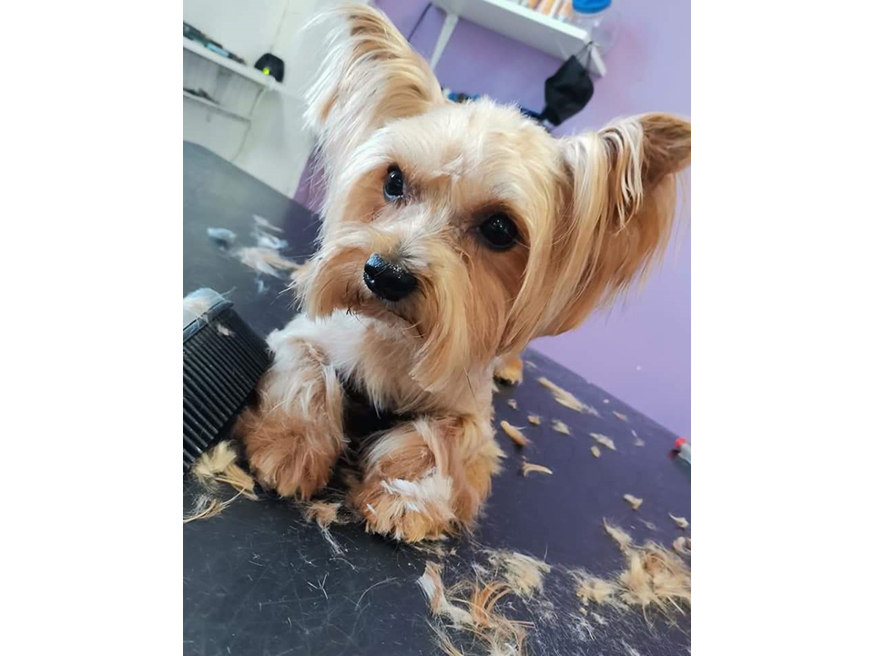 GROOMING SALON SNUPICI Banja Luka - Photo 2
