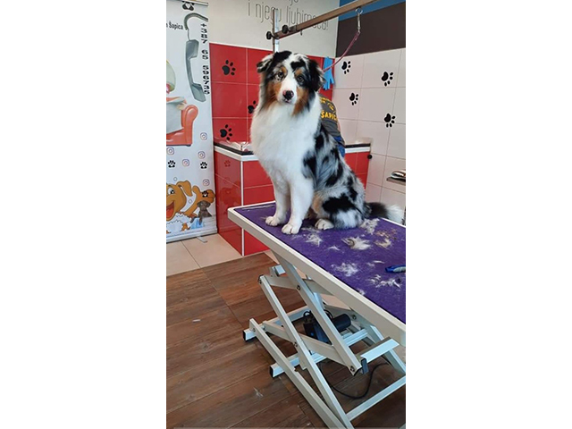 GROOMING SALON SAPICA Banja Luka - Photo 1