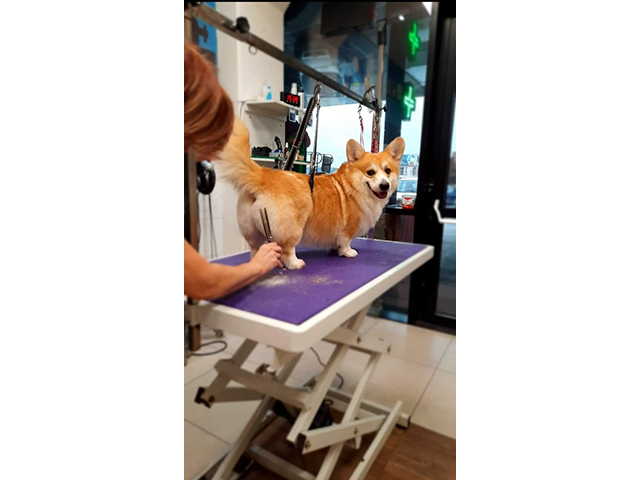 GROOMING SALON SAPICA Banja Luka - Photo 2