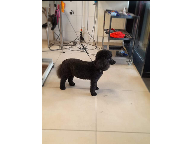 GROOMING SALON SAPICA Banja Luka - Photo 3