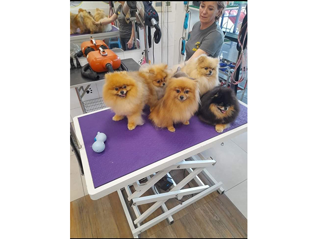 GROOMING SALON SAPICA Banja Luka - Photo 4