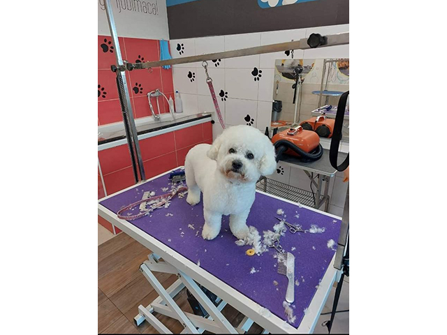 GROOMING SALON SAPICA Banja Luka - Photo 6