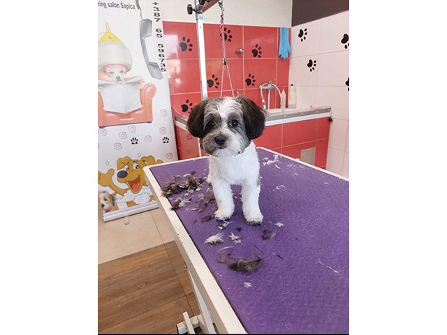 GROOMING SALON SAPICA Banja Luka - Photo 7