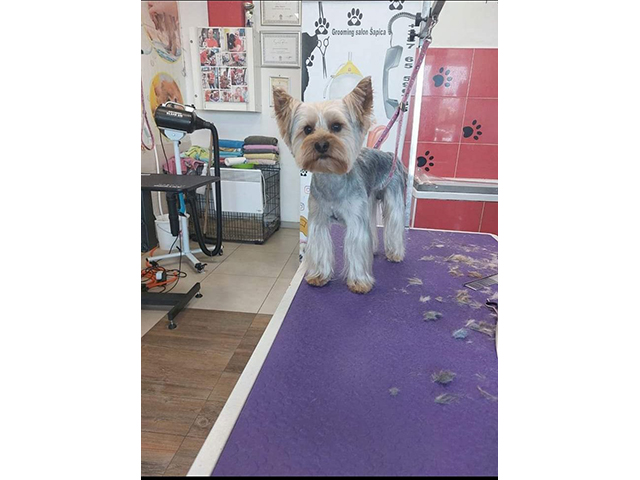 GROOMING SALON SAPICA Banja Luka - Photo 9