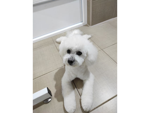 GROOMING SALON FRIZKO Banja Luka - Photo 2
