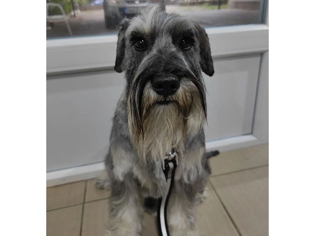 GROOMING SALON FRIZKO Banja Luka - Photo 3